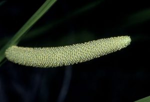 kalmoes acorus calamus bloem