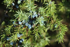 jeneverbes - juniperus communis - naald en bes