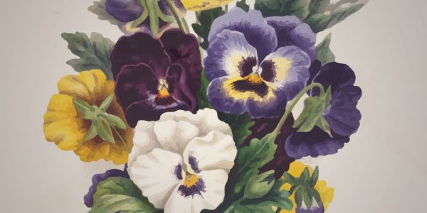 viooltje - viola-tricolor - tekening
