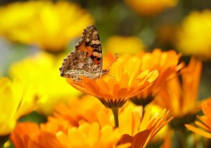 goudsbloem - calendula officinalis - bloem en vlinder