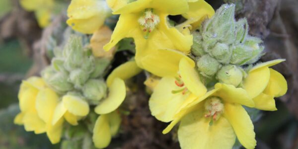 koningskaars - verbascum thapsus - knop en bloem