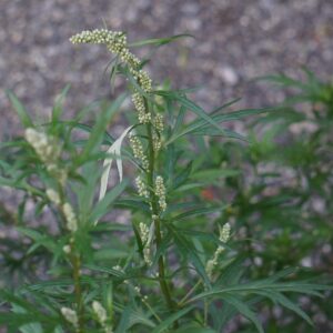 bijvoet - artemisia vulgaris - blad en bloeiwijze