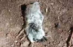 Dode muis opgegeten door kevers en aasvliegen