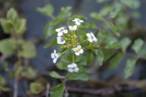 waterkers - nasturtium officinale - bloem en blad