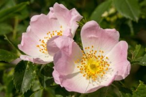 hondsroos - rosa canina - bloem